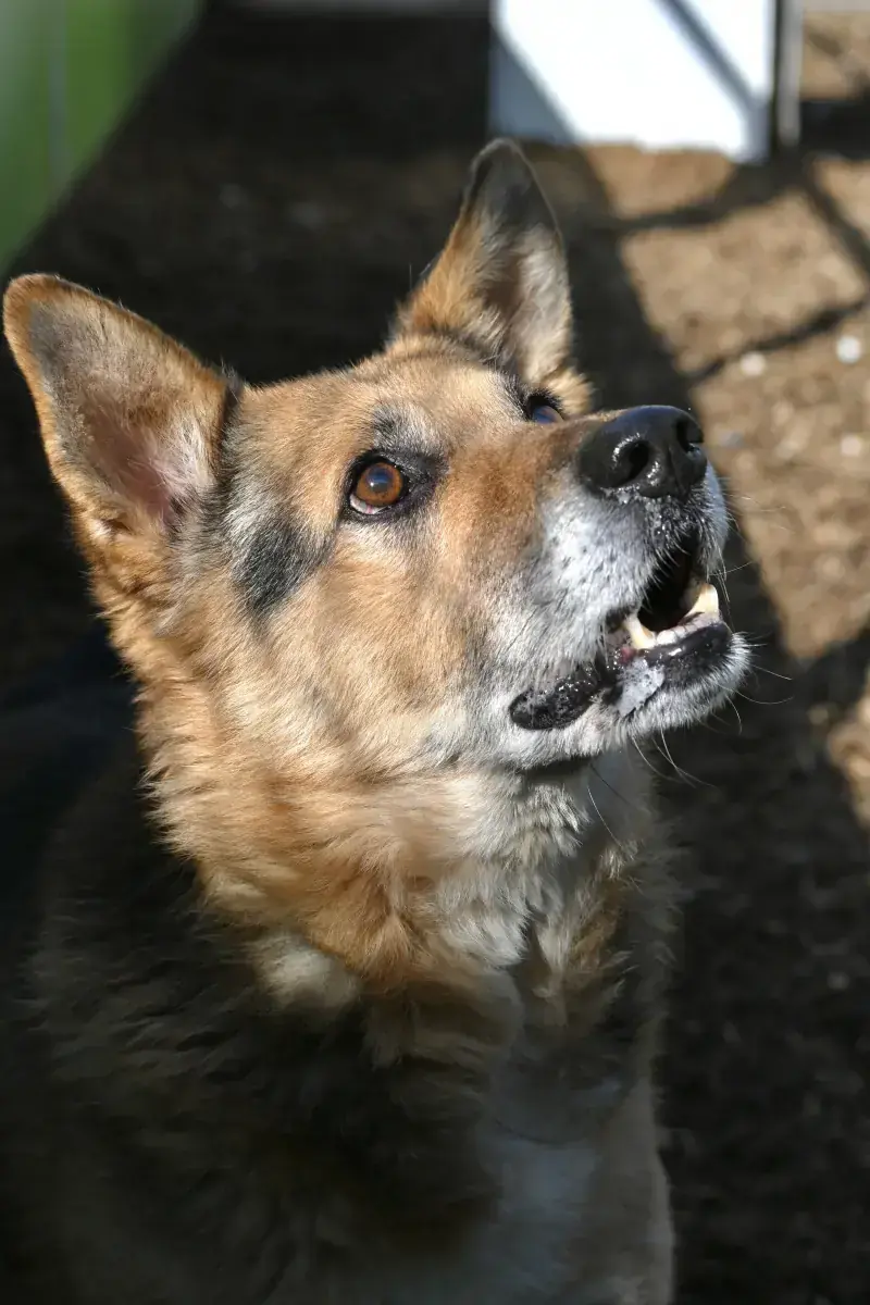 Leevi -  - Bild 8
