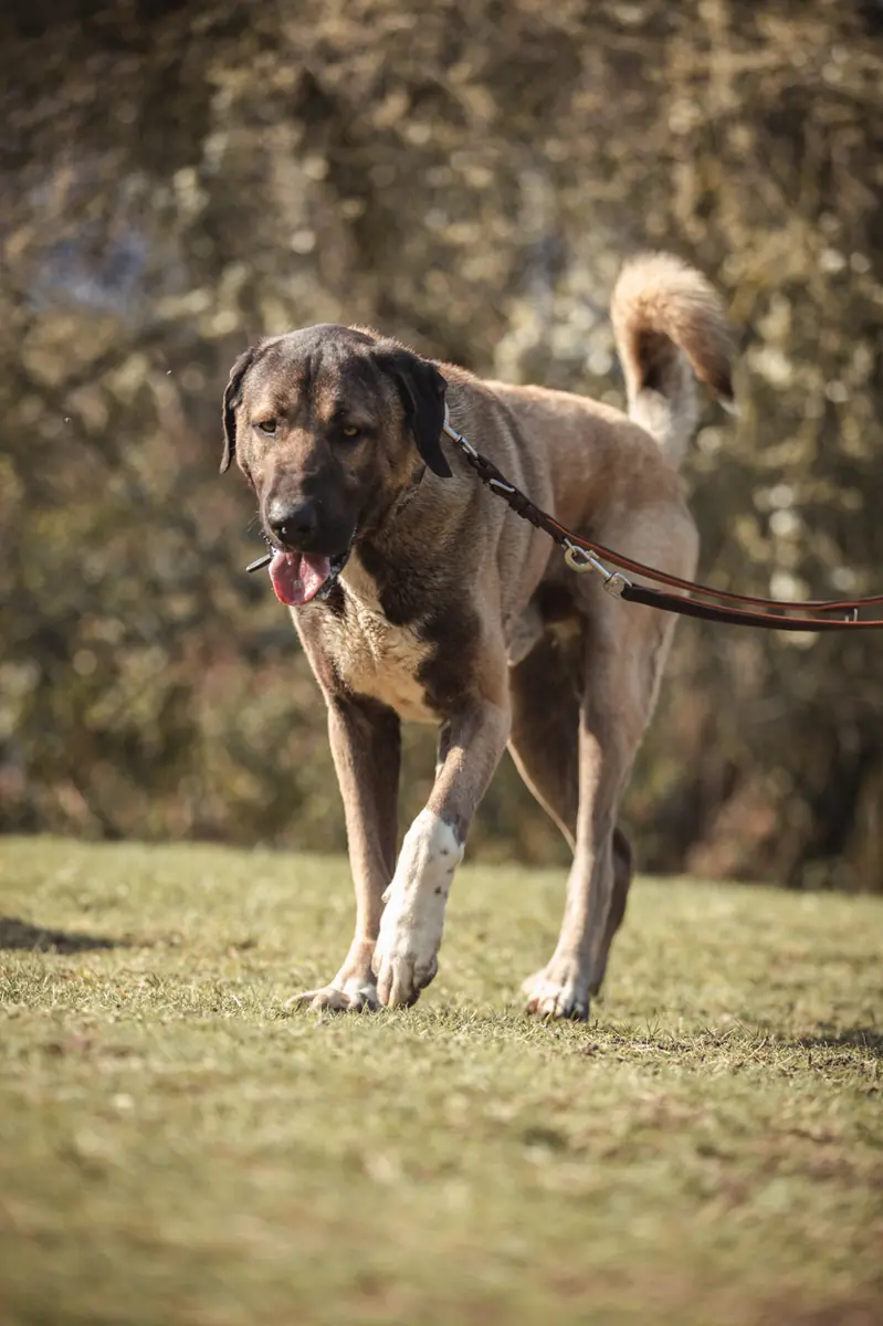 Ates - Kangal-Hirtenhund - Bild 4
