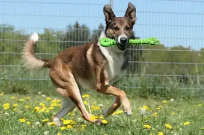 Deutscher Schäferhund-Mix Sano