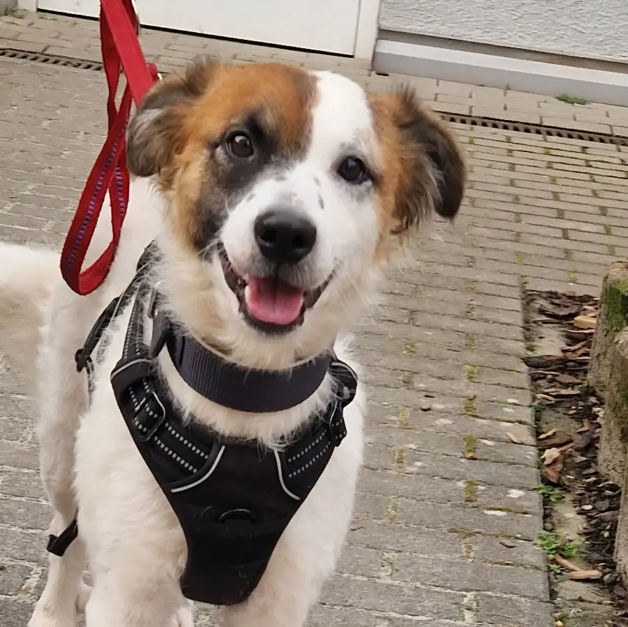 Bella -  - Bild 3