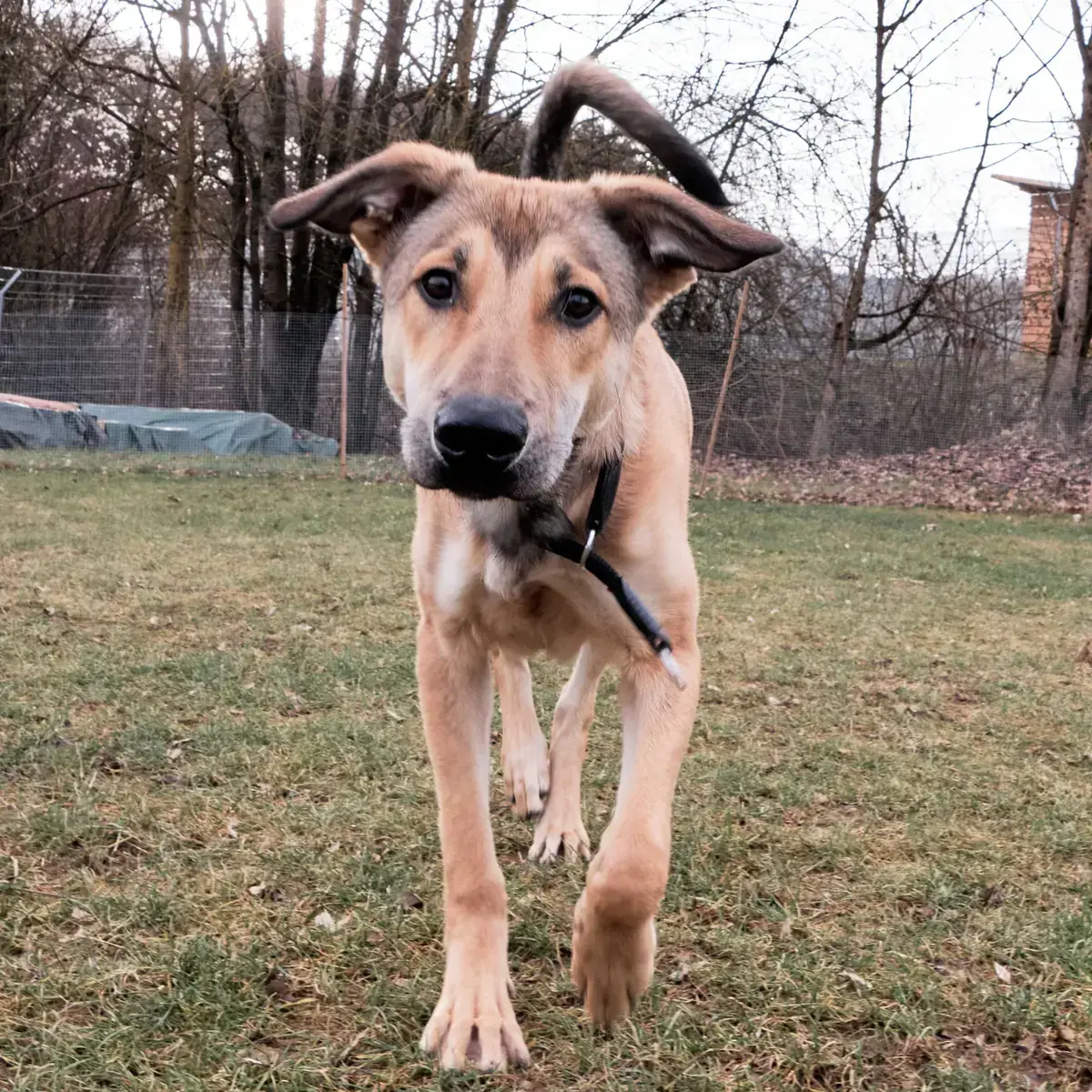 Luigi -  - Bild 1