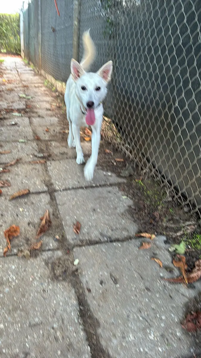 Albus -  - Bild 11