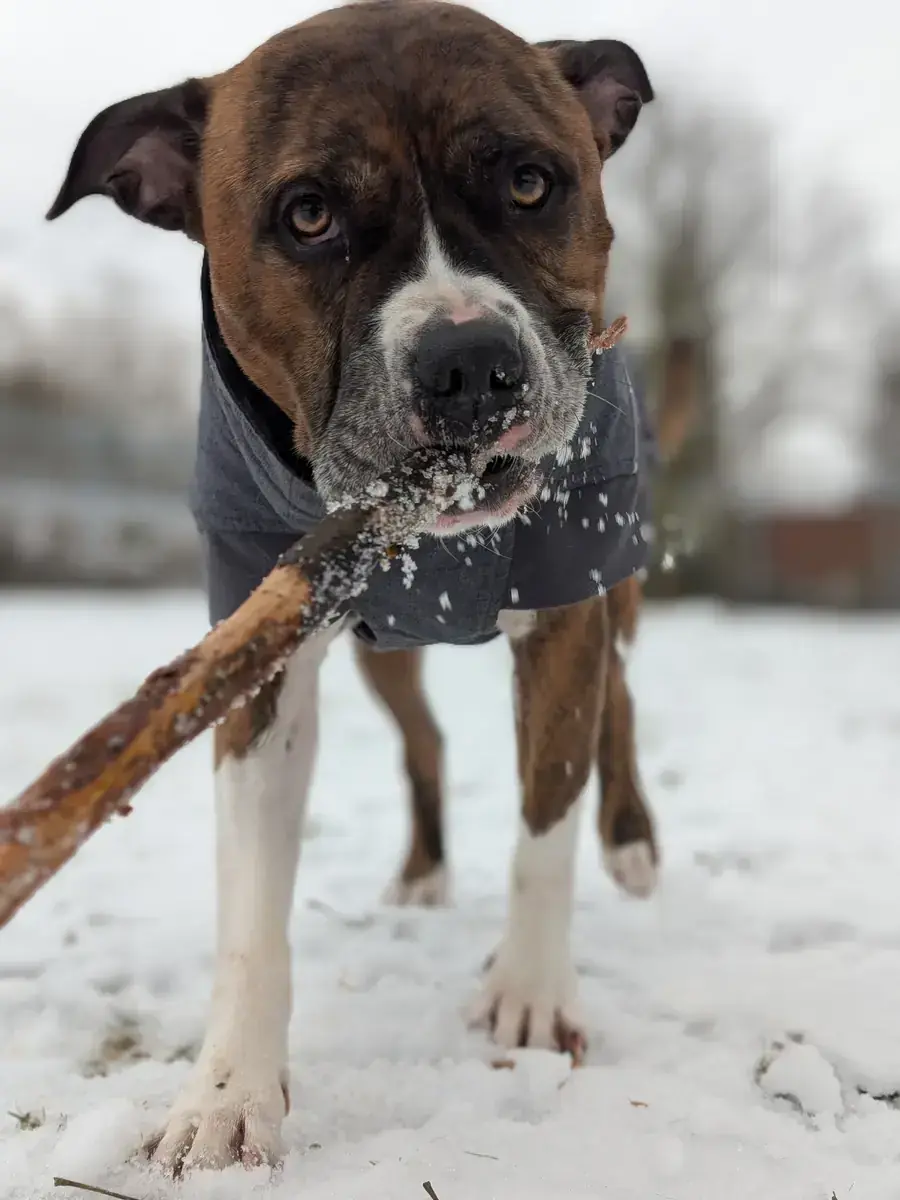 Pauli - American Staffordshire Terrier - Bild 4