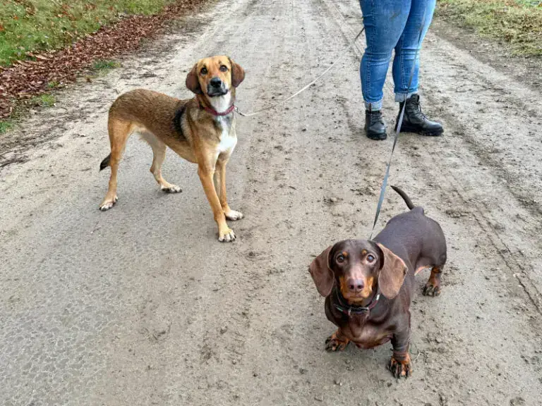 Rudi – Dackel – Bild 16