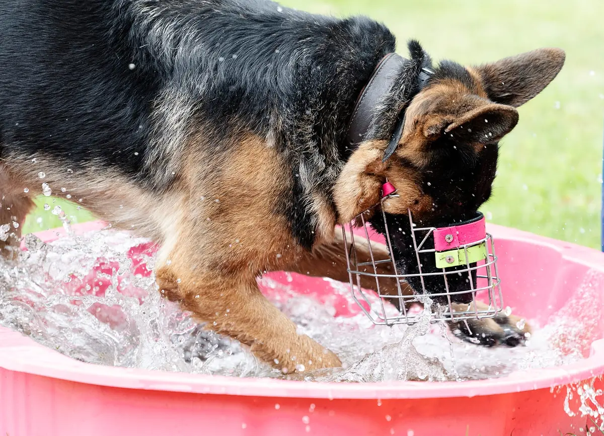 Zwiebel - Deutscher Schäferhund - Bild 3