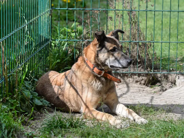 Benio -  - Bild 3