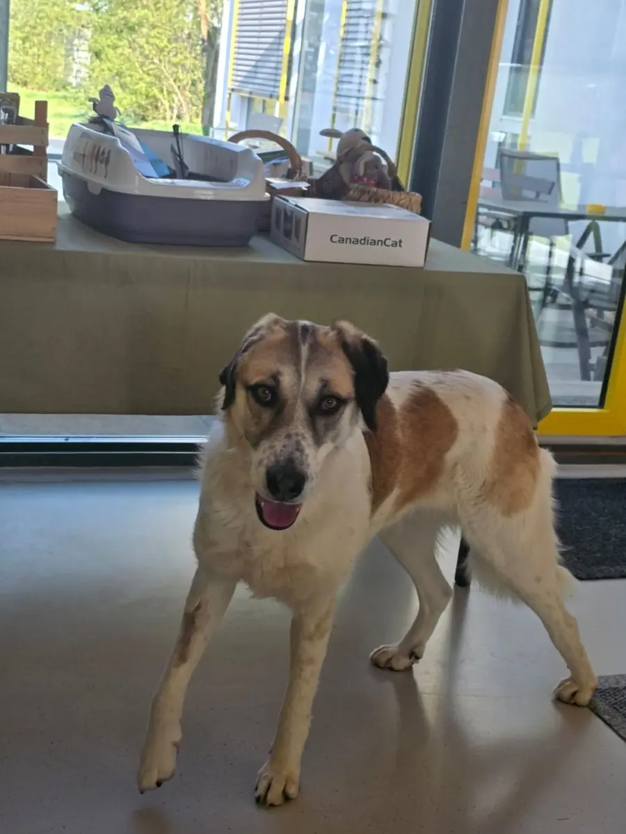 Mabel -  - Bild 2