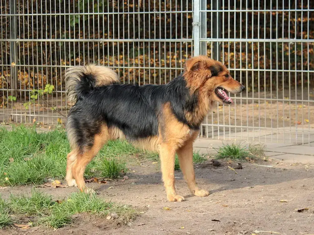 Erbse -  - Bild 2