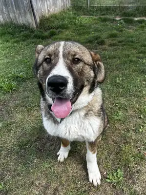 Arnie – Hund – Bild 2