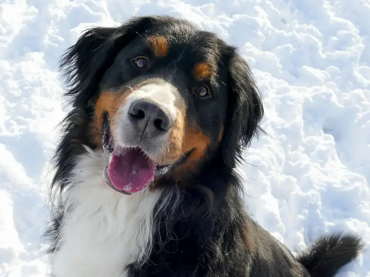 Simba -  - Bild 2