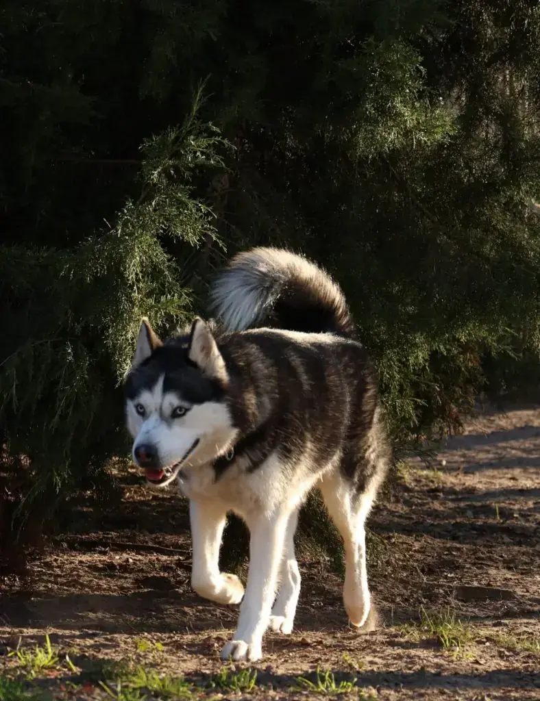 Nanuk - Siberian Husky - Bild 1
