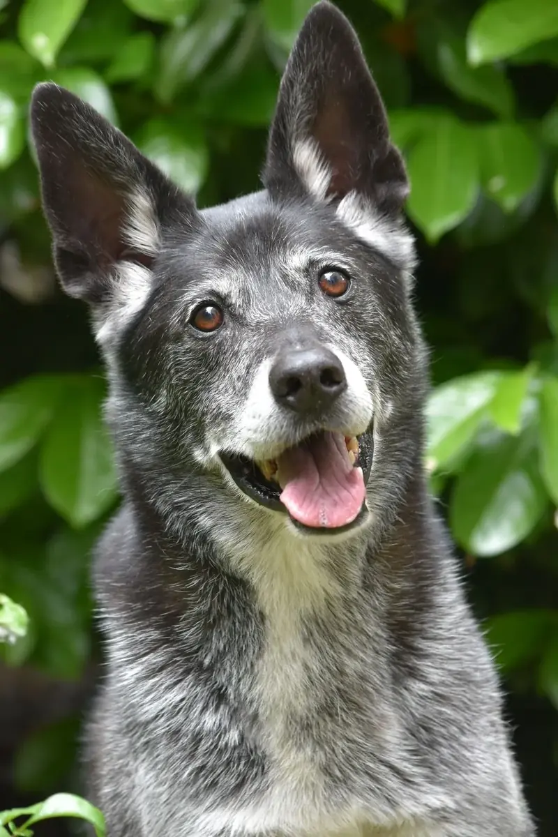 Fox - Deutscher Schäferhund, Siberian Husky - Bild 1