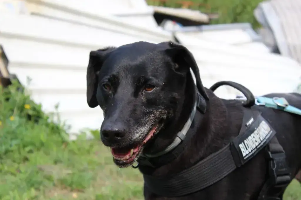 Labrador Retriever-Mix Conny