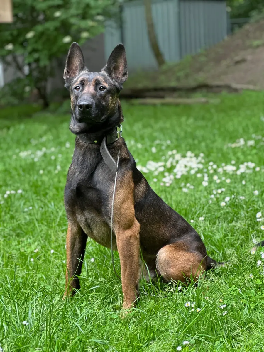 Kimbo -  - Bild 3