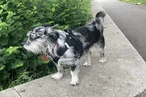 Benji - Chihuahua - Bild 2