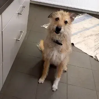 Hund Tara