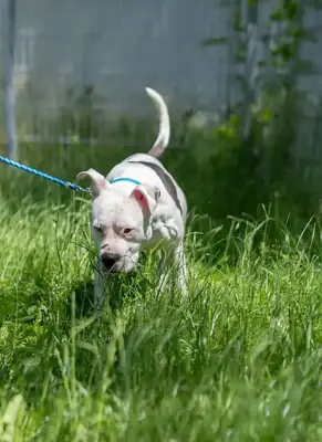 Apollo – American Staffordshire Terrier – Bild 20