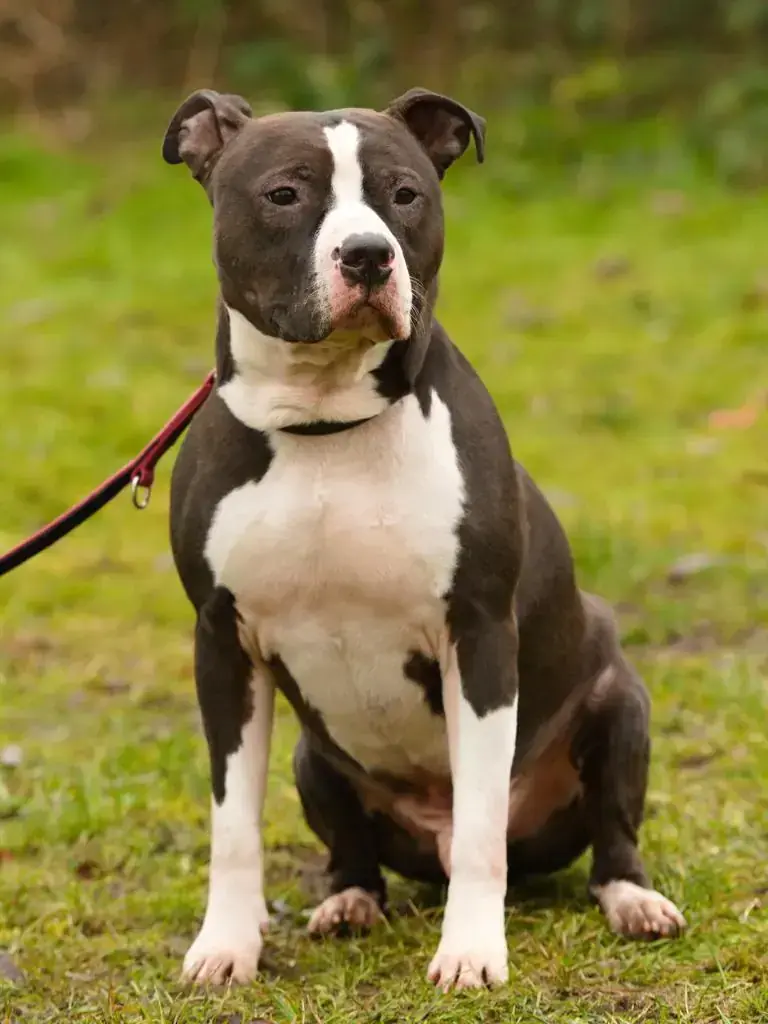 Ty - American Staffordshire Terrier - Bild 3
