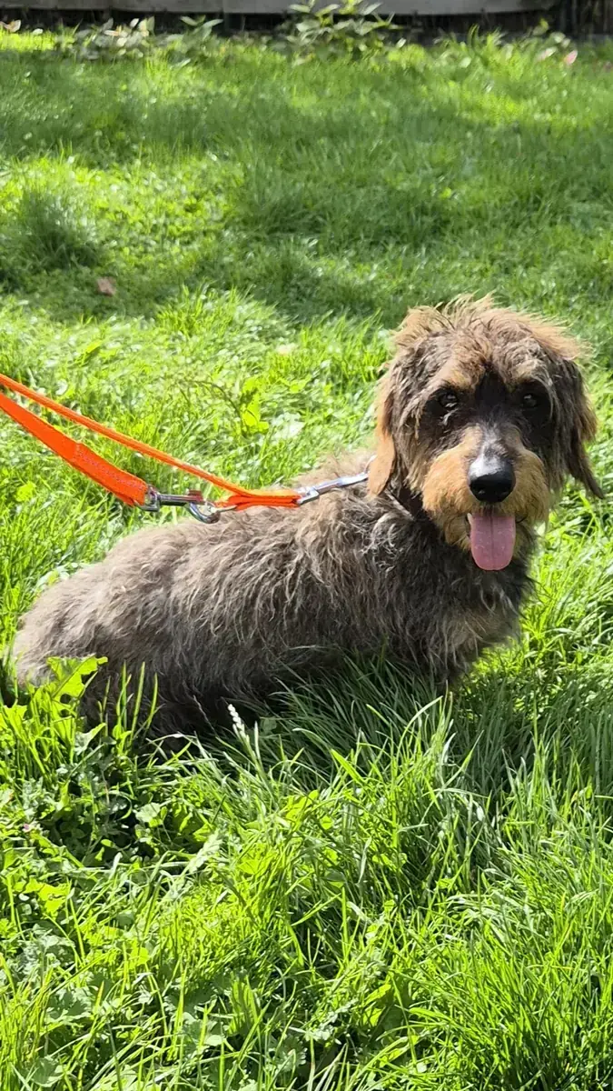 Max -  - Bild 2