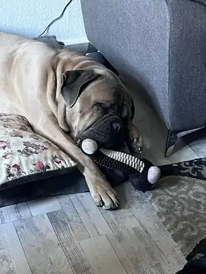 Byron – Cane Corso Italiano – Bild 12