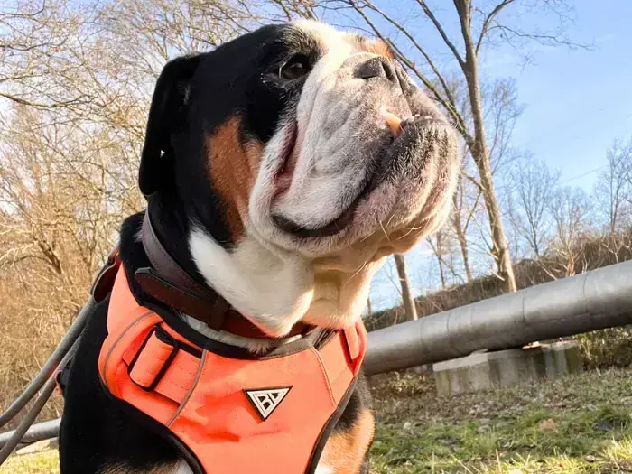 King Milow – Hund – Bild 3
