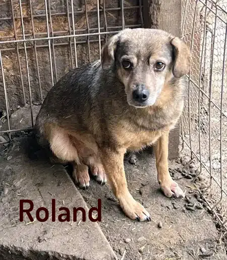 Roland -  - Bild 15