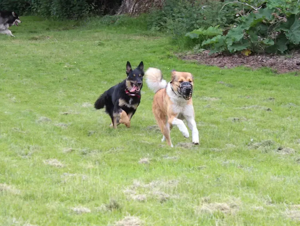 Dexter -  - Bild 3
