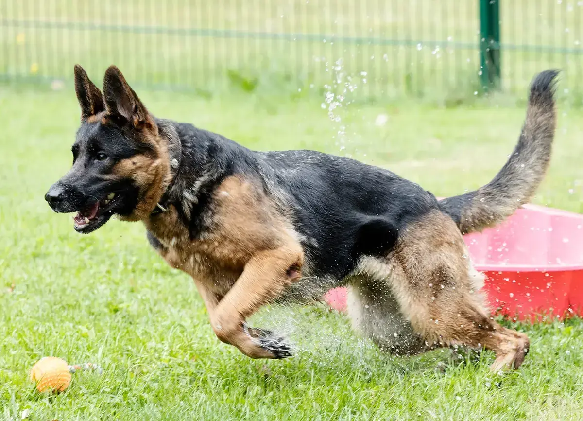 Zwiebel - Deutscher Schäferhund - Bild 4