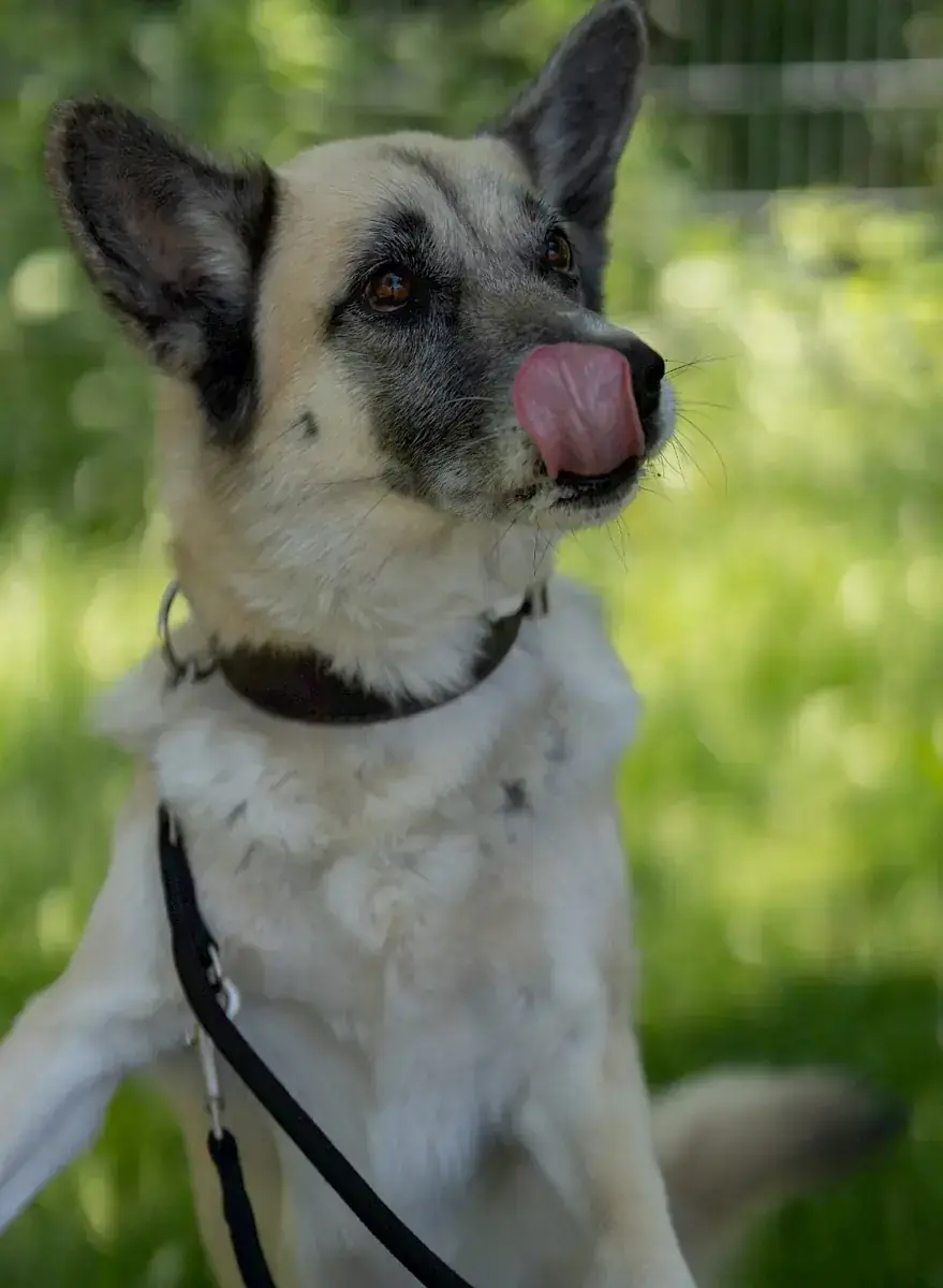 Chester - Deutscher Schäferhund - Bild 2