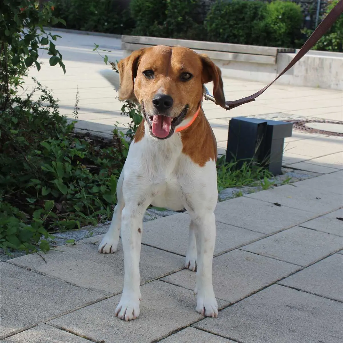 Jack - Beagle - Bild 3