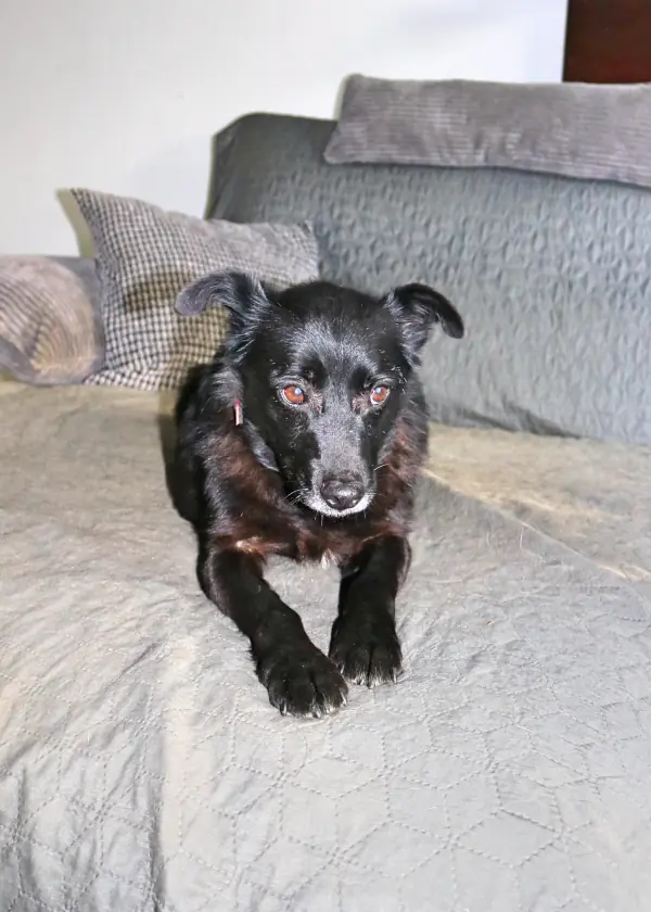 Pety -  - Bild 11