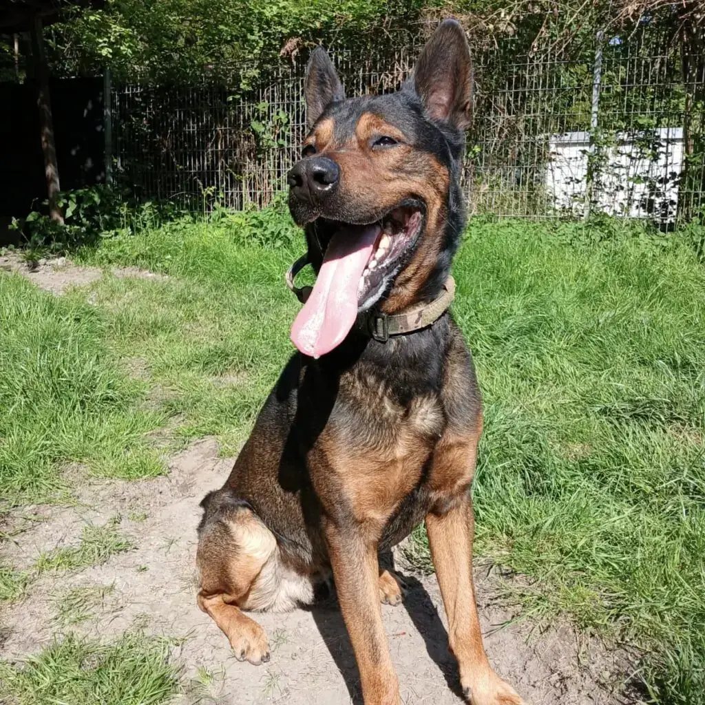 Black - Deutscher Schäferhund - Bild 3