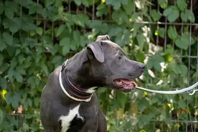 Loui – Staffordshire Bullterrier – Bild 3