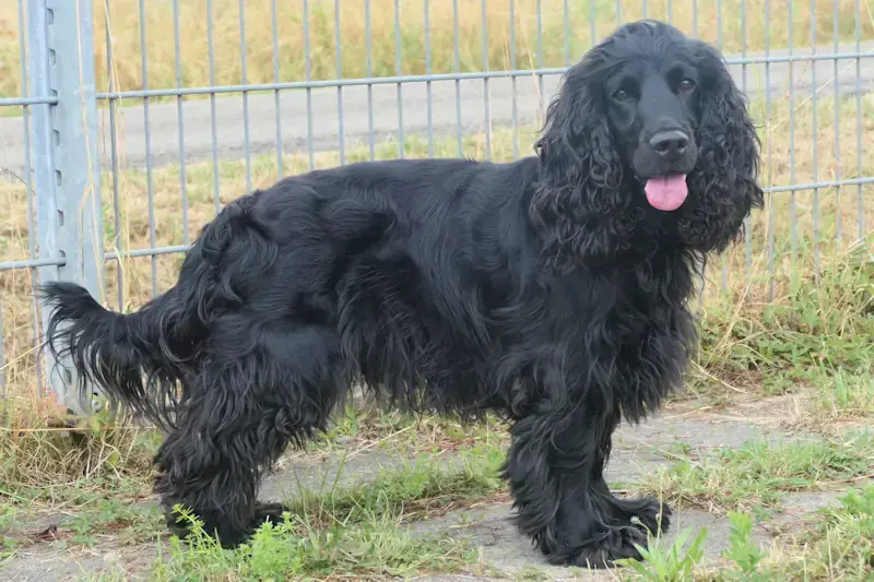 Fioko -  - Bild 1