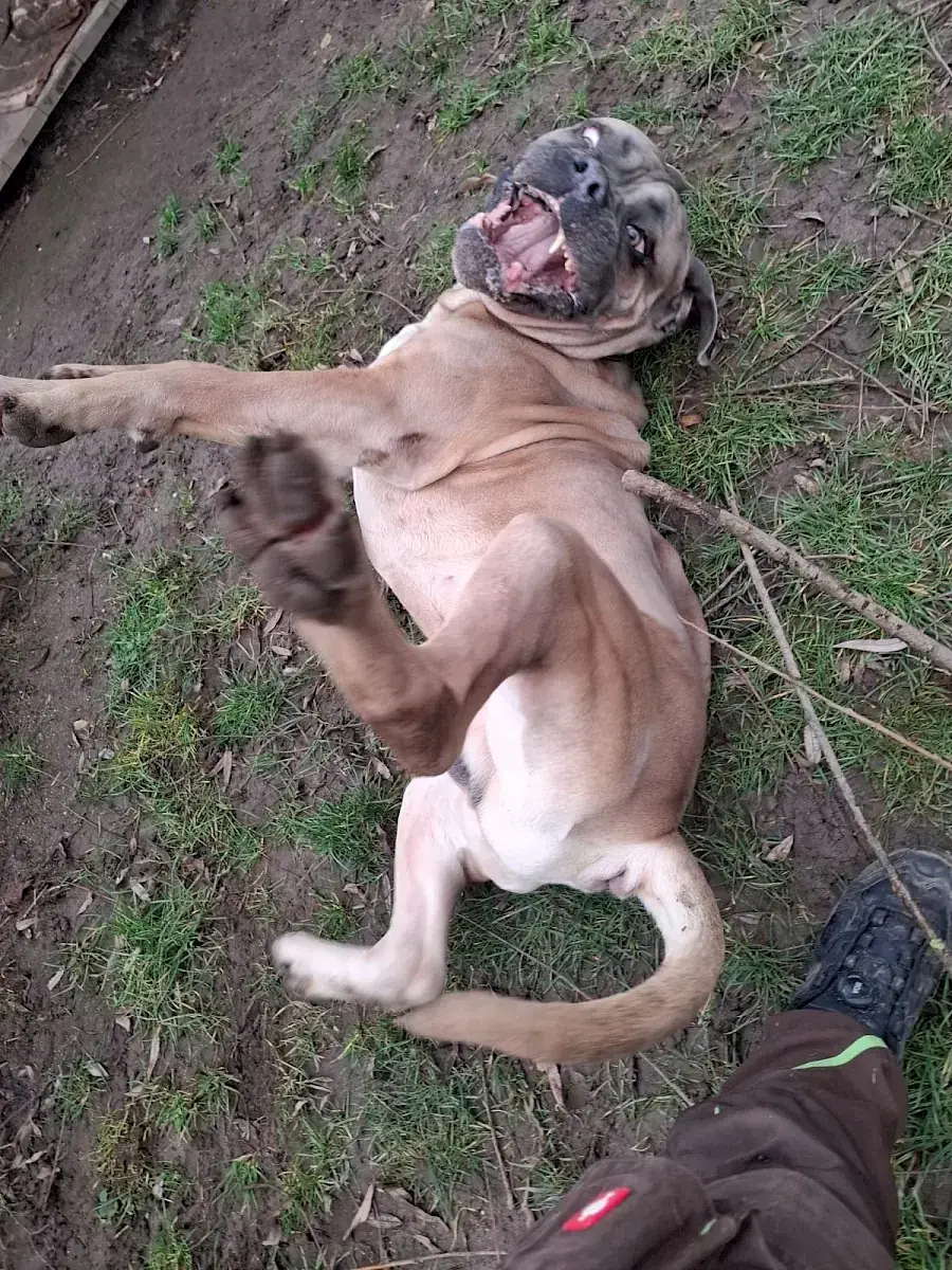 Byron - Cane Corso Italiano - Bild 6