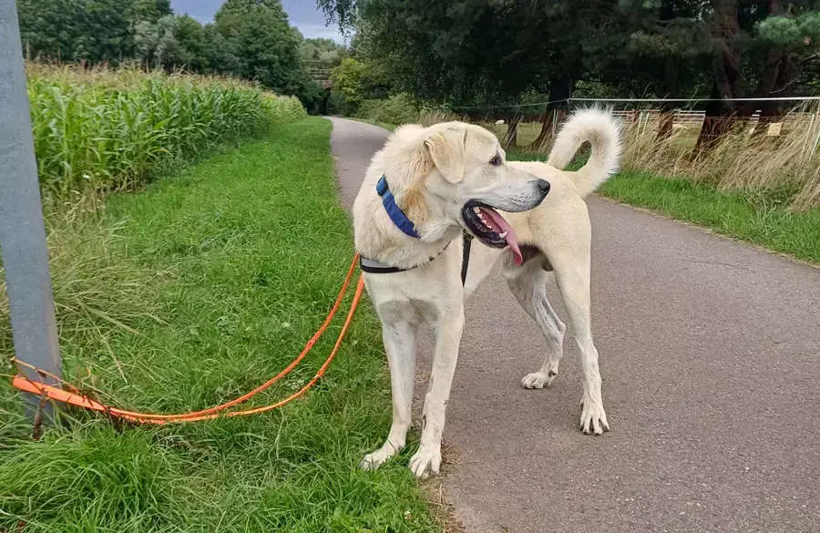 Sero - Kangal-Hirtenhund - Bild 3