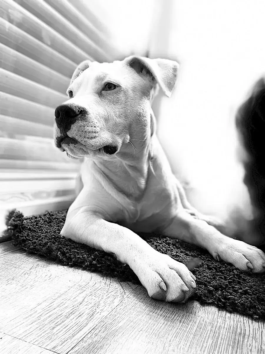 Apollo - American Staffordshire Terrier - Bild 2