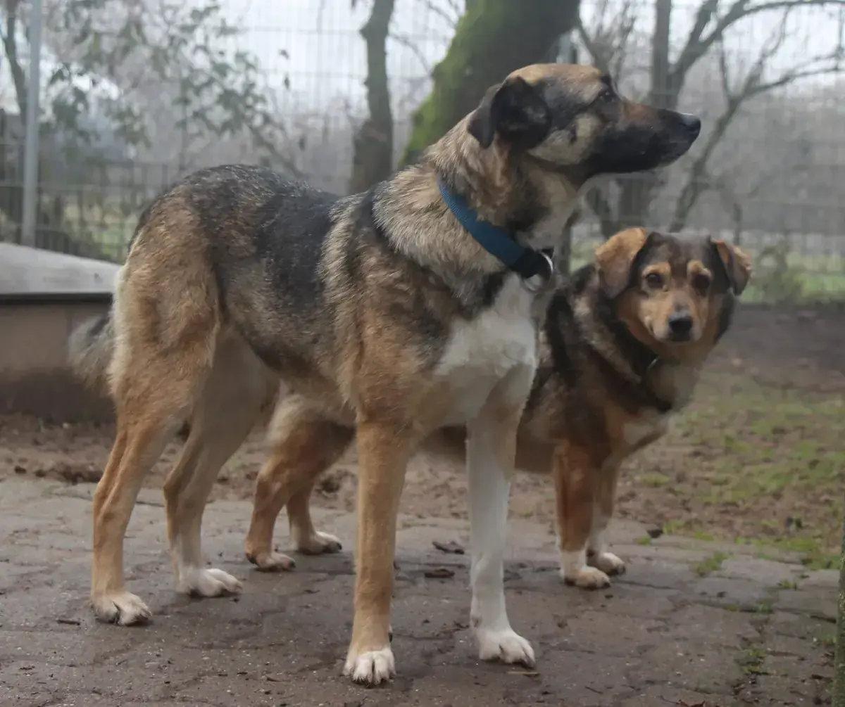 Benito -  - Bild 5