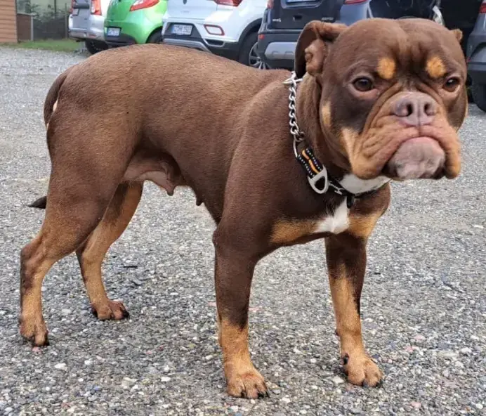 Timba -  - Bild 2