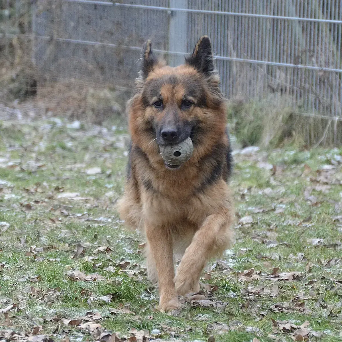 Asta - Deutscher Schäferhund - Bild 4