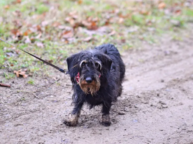 Willi -  - Bild 4