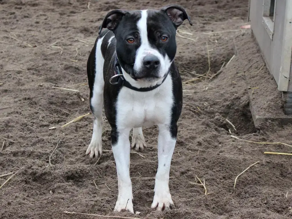 Dom - American Staffordshire Terrier - Bild 2