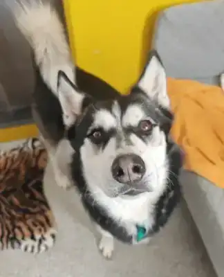 Husky – Siberian Husky – Bild 2