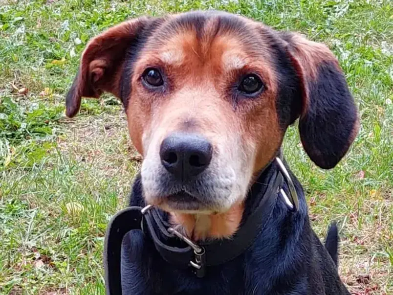 Max - Deutscher Schäferhund - Bild 1