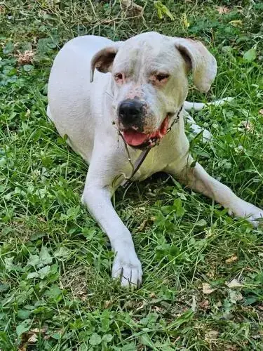 Margo - Dogo Argentino - Bild 2