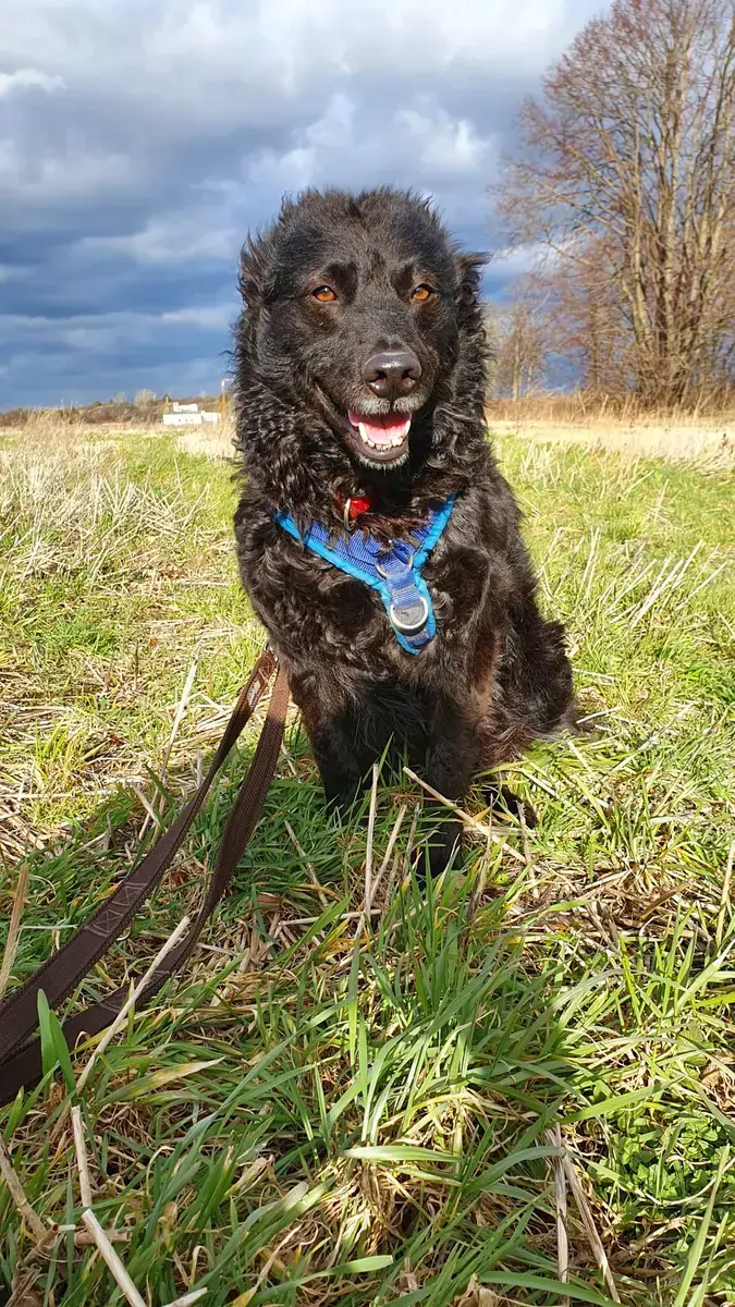 Carlo - Deutscher Schäferhund, Mudi - Bild 4