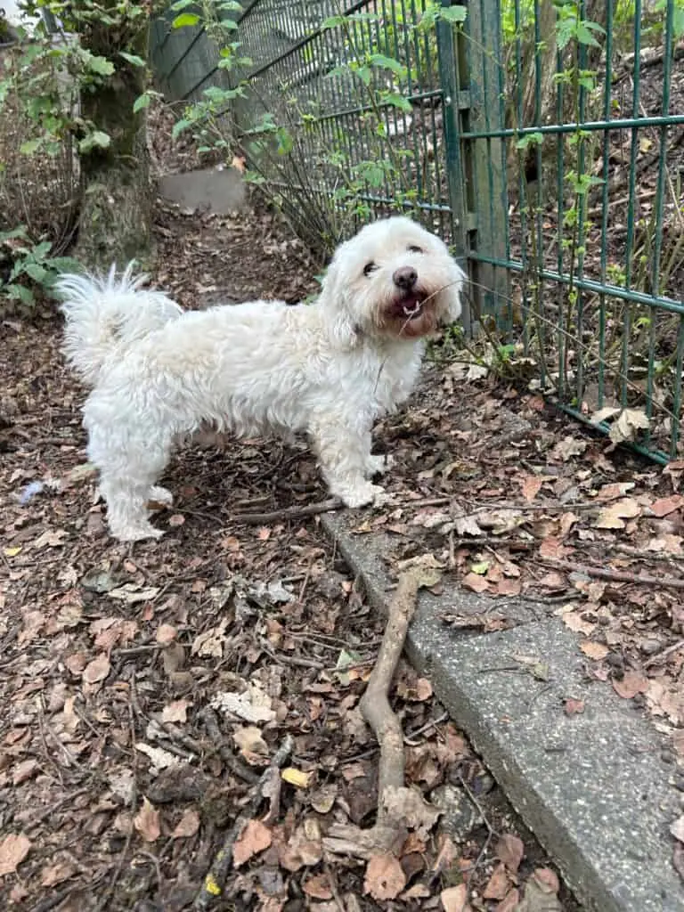 Elmo -  - Bild 2
