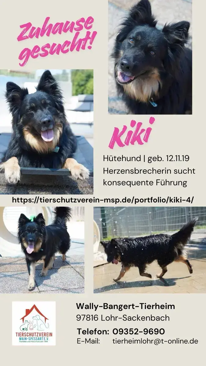 Hund KIKI