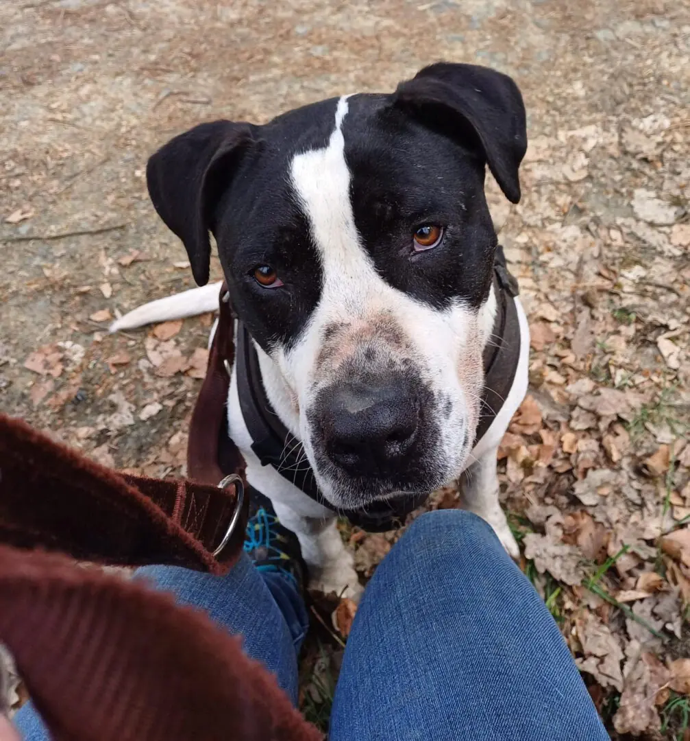 Elvis - American Staffordshire Terrier - Bild 6