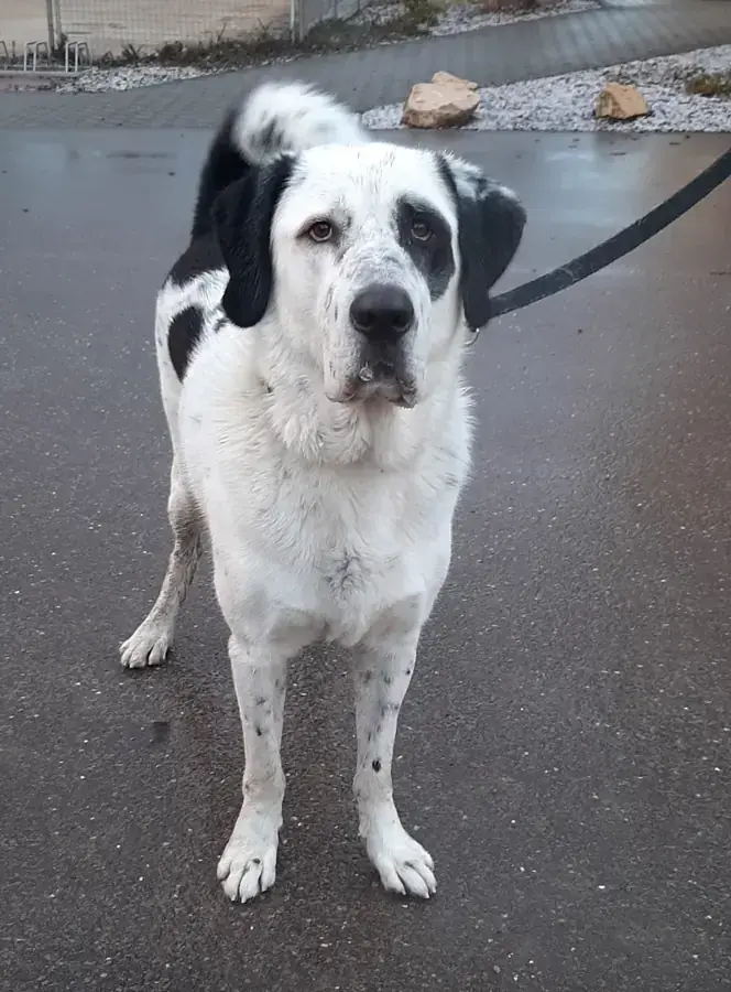 Balou - Zentralasiatischer Owtscharka - Bild 7